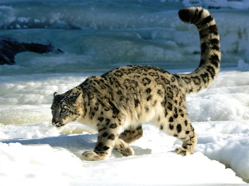 Calculation, Snow Leopard (Medium)