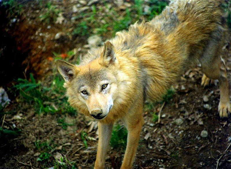 himalayan-wolf (Medium)