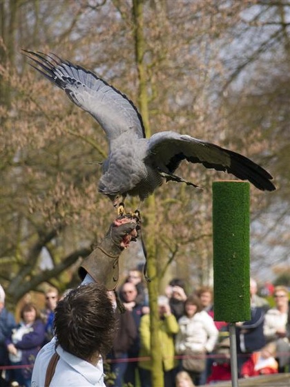 0078keukenhof05-04-09 (Medium)