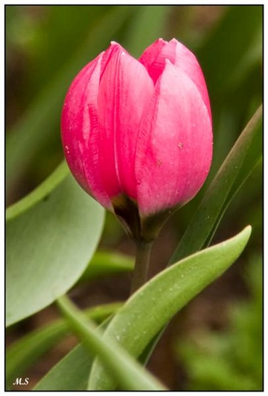 Keukenhof21klein (Medium)