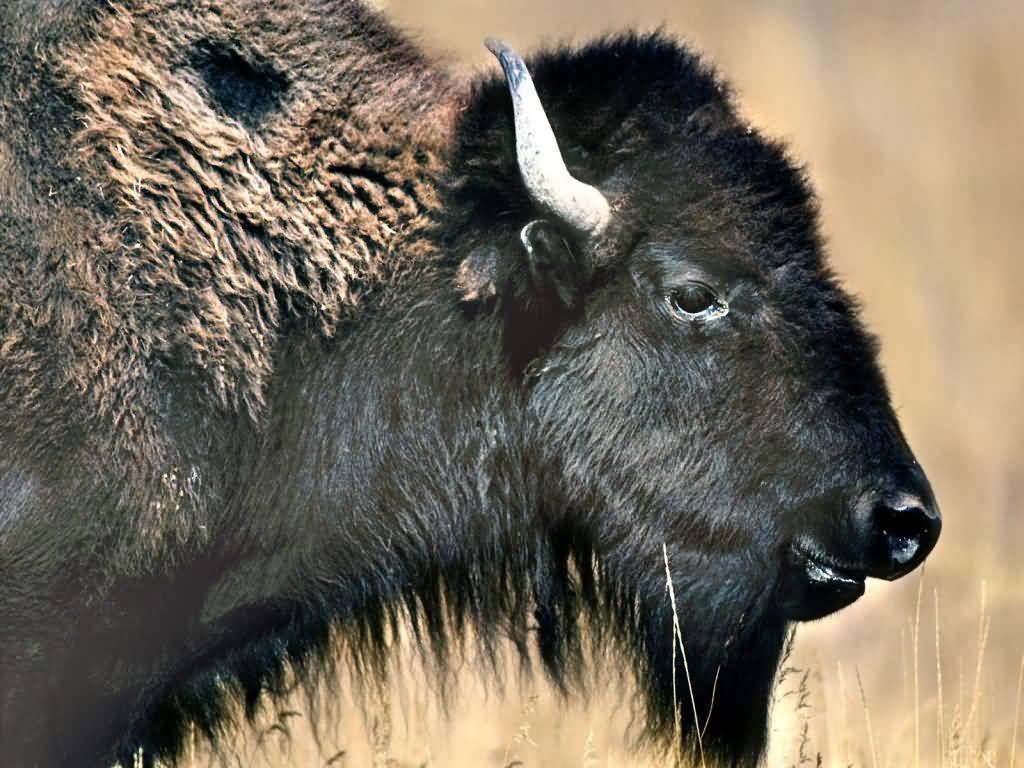 American-Plains-Bison-National-Bison-Range-Montana-1024x768