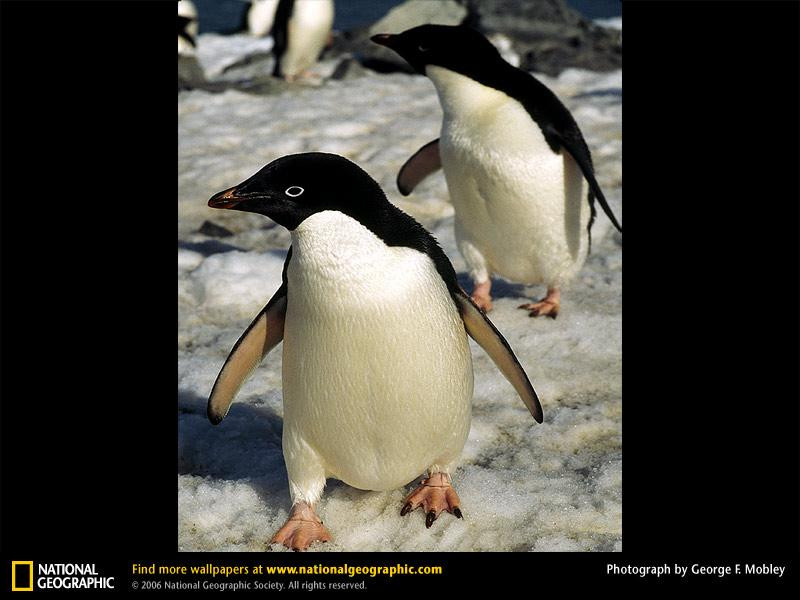 adelie-penguins-651508-sw (Medium)