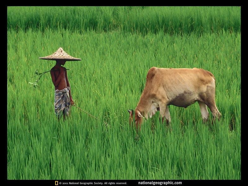 bangladesh-cow-481347-sw (Medium)