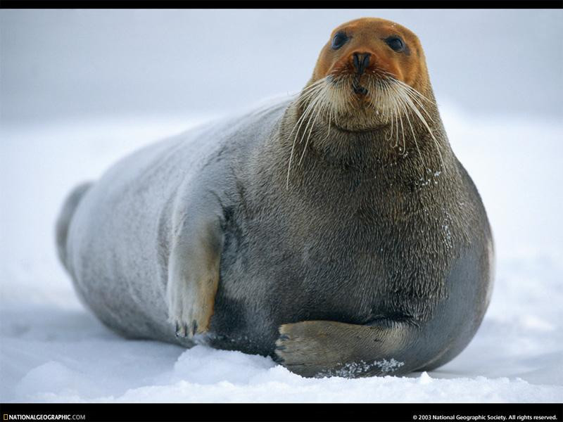 bearded-seal-male-63260-sw (Medium)