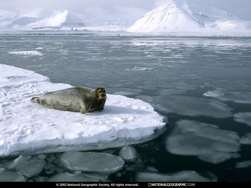 bearded-seal-resting-63264-sw (Medium)