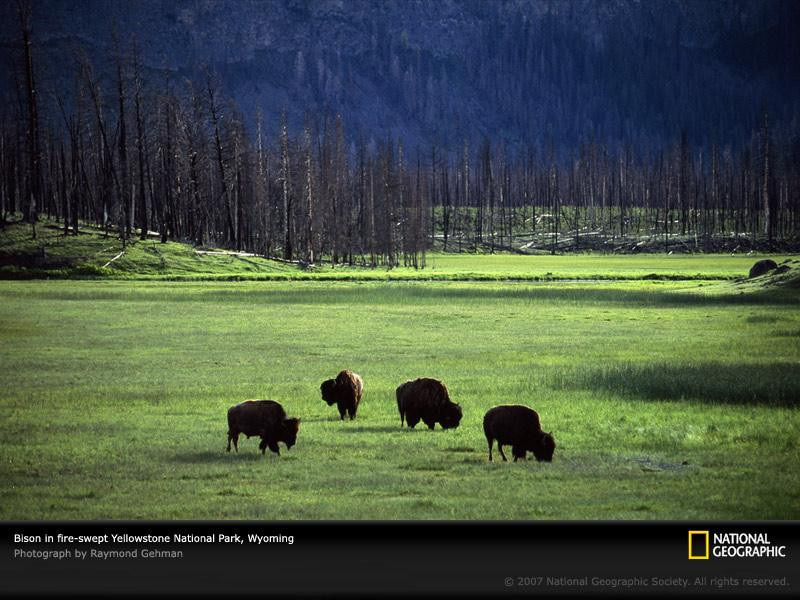 bison-herd-yellowstone-park-505436-sw (Medium)