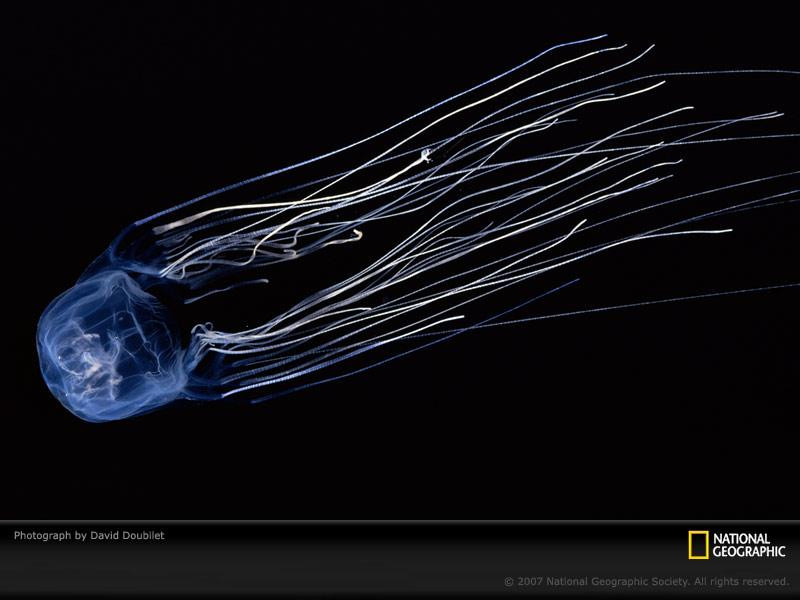 box-jellyfish-22916-sw (Medium)