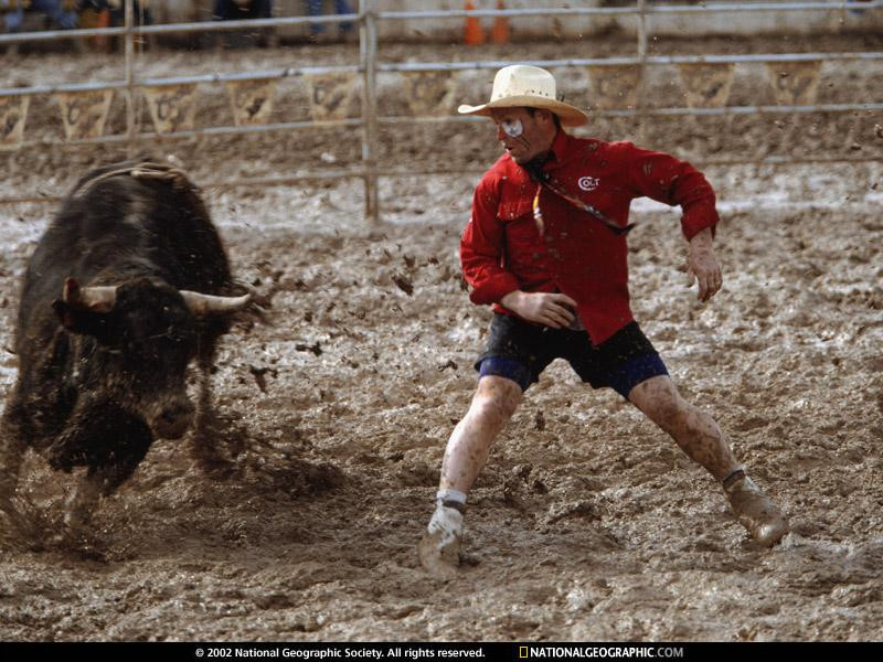 bull-rider-523927-sw (Medium)