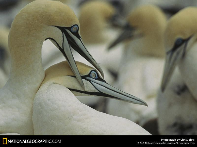 cape-gannets-504908-sw (Medium)