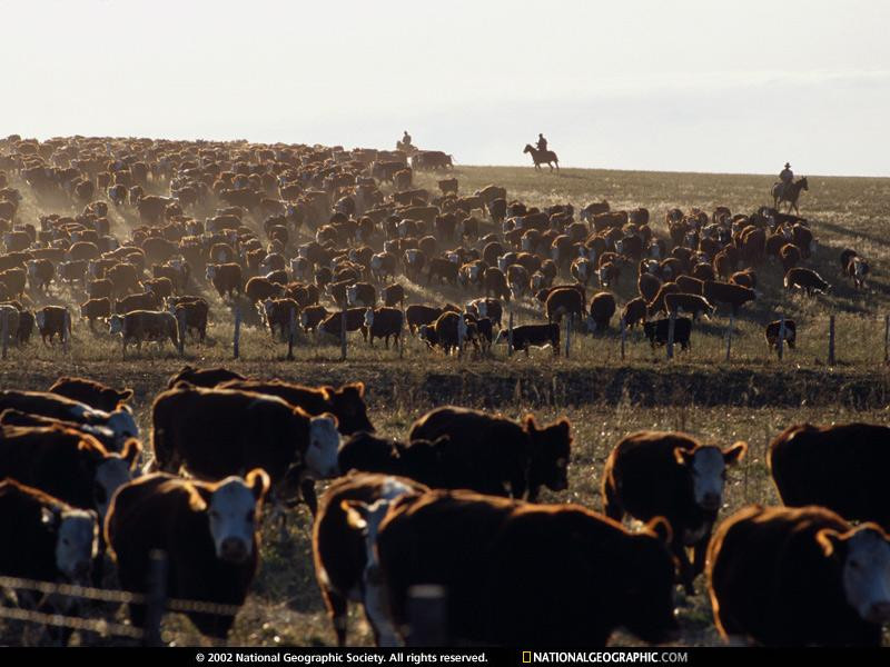 cattle-roundup-659938-sw (Medium)