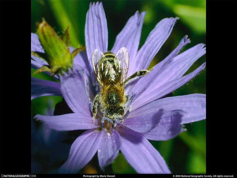 chicory-pollen-533669-sw (Medium)