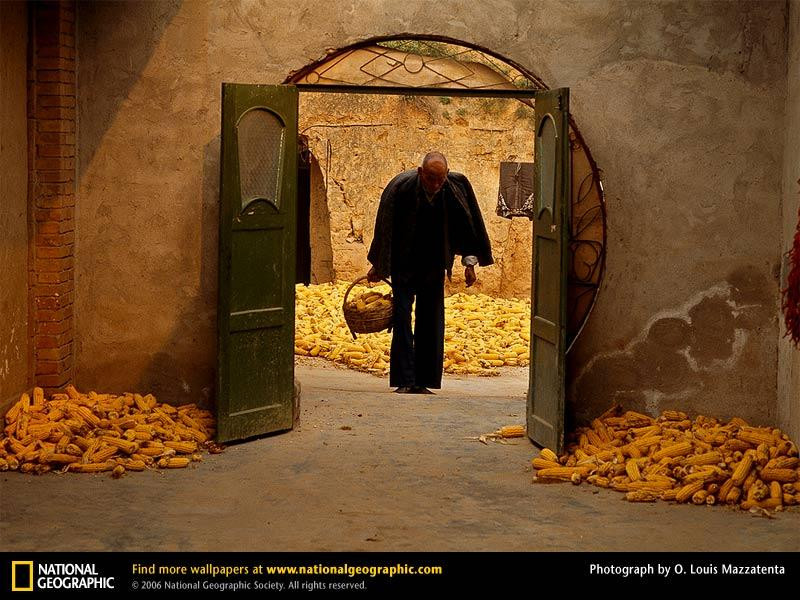 china-corn-harvest-646196-sw (Medium)