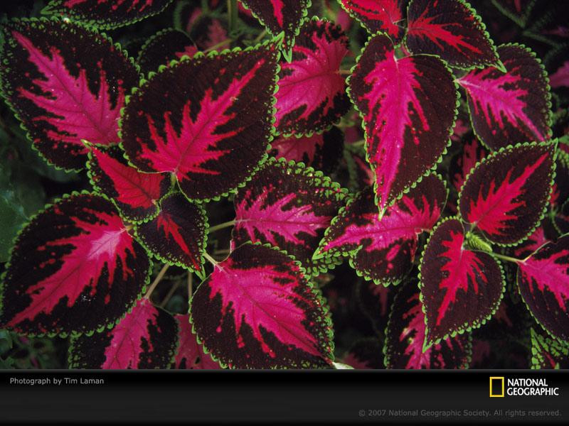 coleus-close-up-401005-sw (Medium)