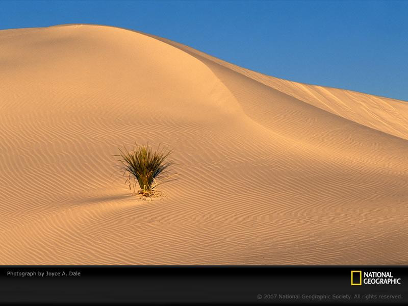 desert-grass-404221-sw (Medium)