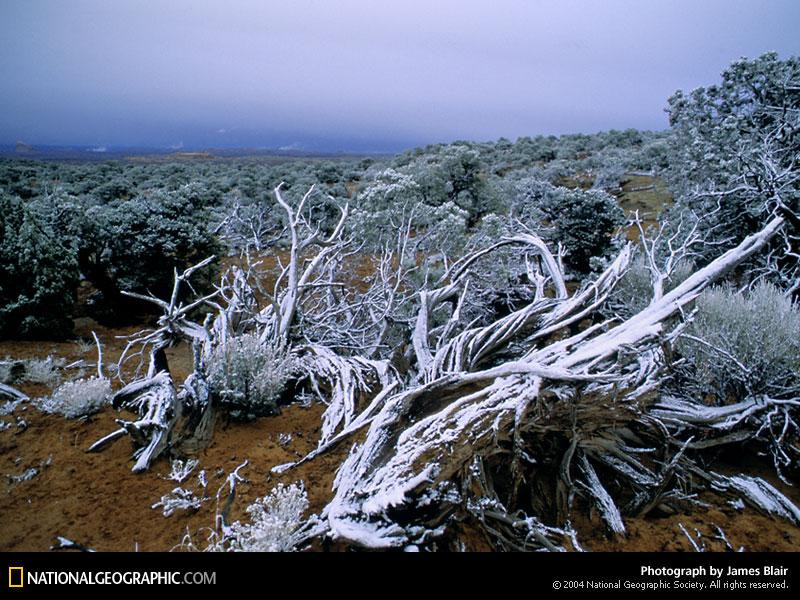 dry-branches-494856-sw (Medium)