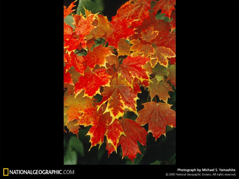 foliage-season-523310-sw (Medium)