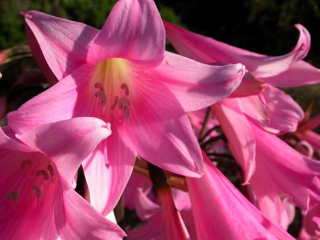 amaryllis like flower (Small)