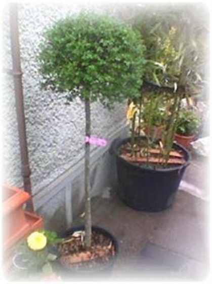 22Ligustrum (Medium)