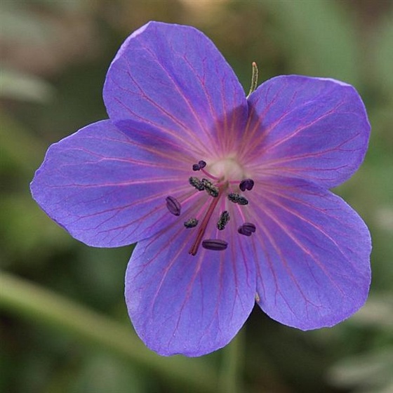 56224938-blue-flower (Medium)