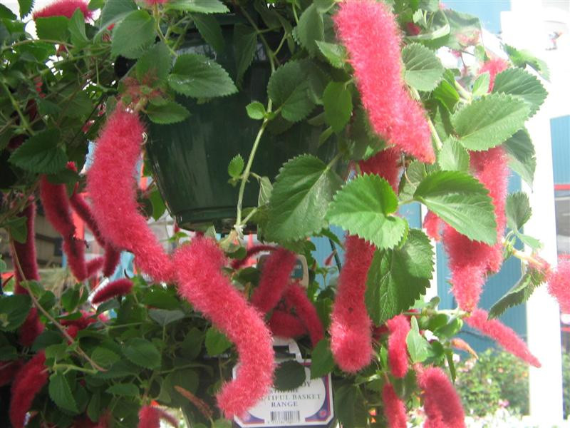 redhangingplant (Medium)