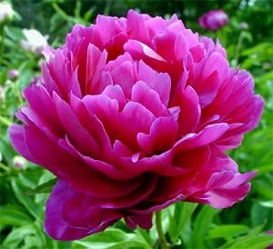 fuschia.peony