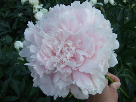 Large Light Pink Peony