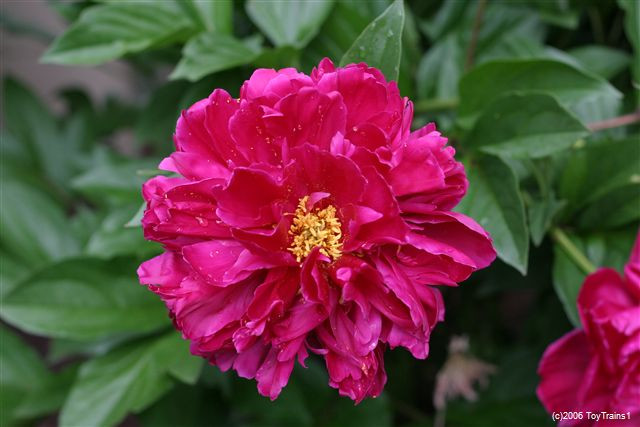 peony-2006-10