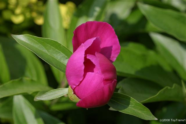 peony-2008-03