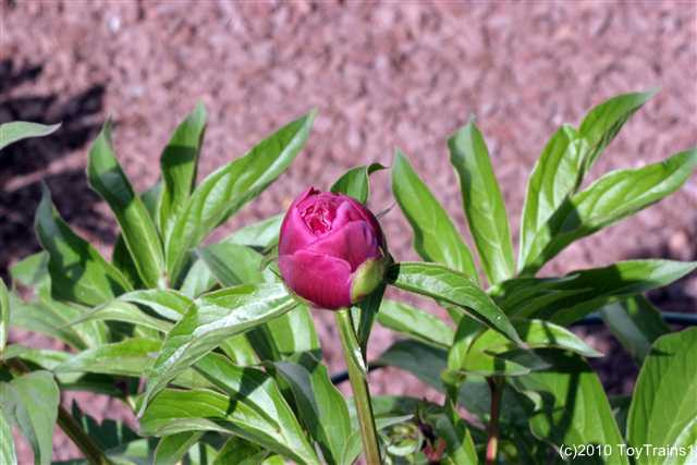 peony-2010-016