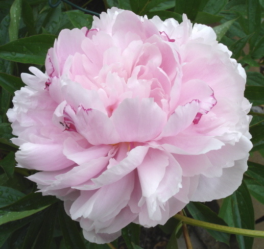 peony 6 06