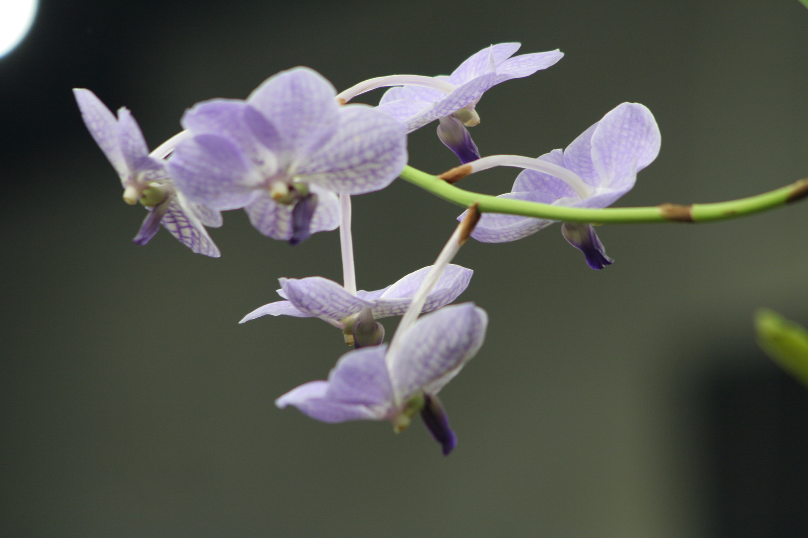 2010.03.19 orchidea kiállítás 051