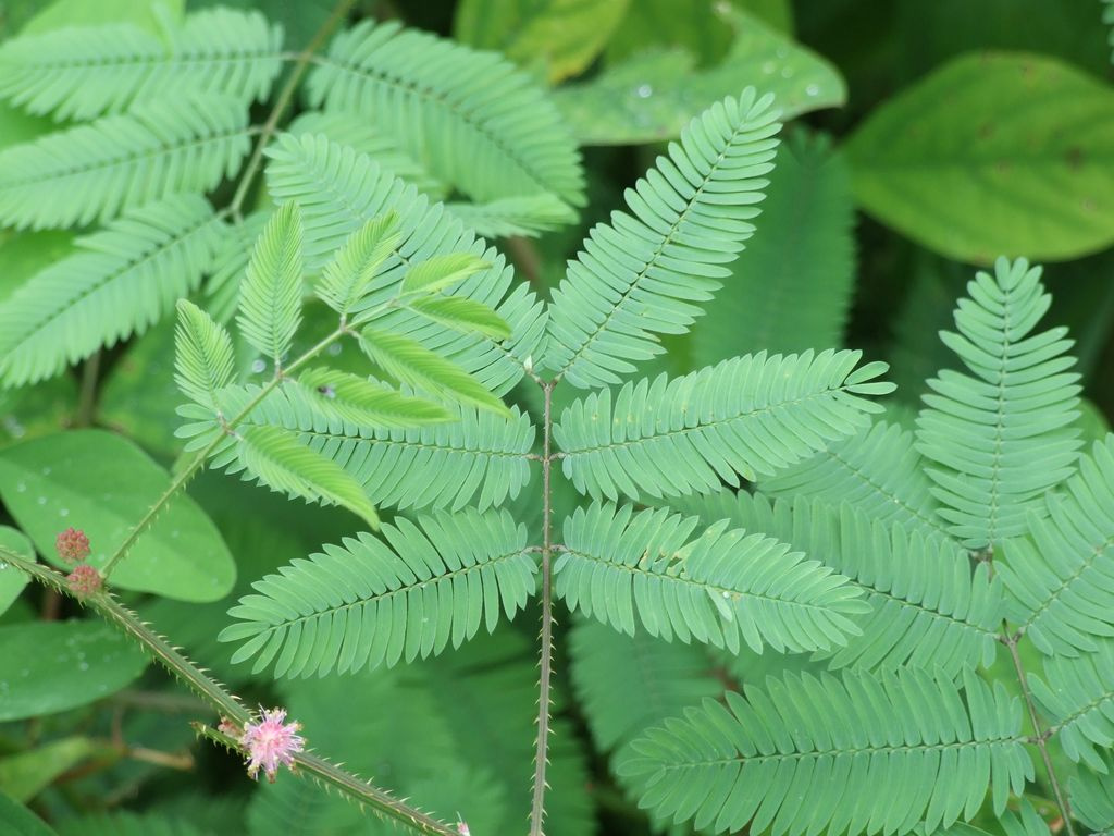 mimosa pudica