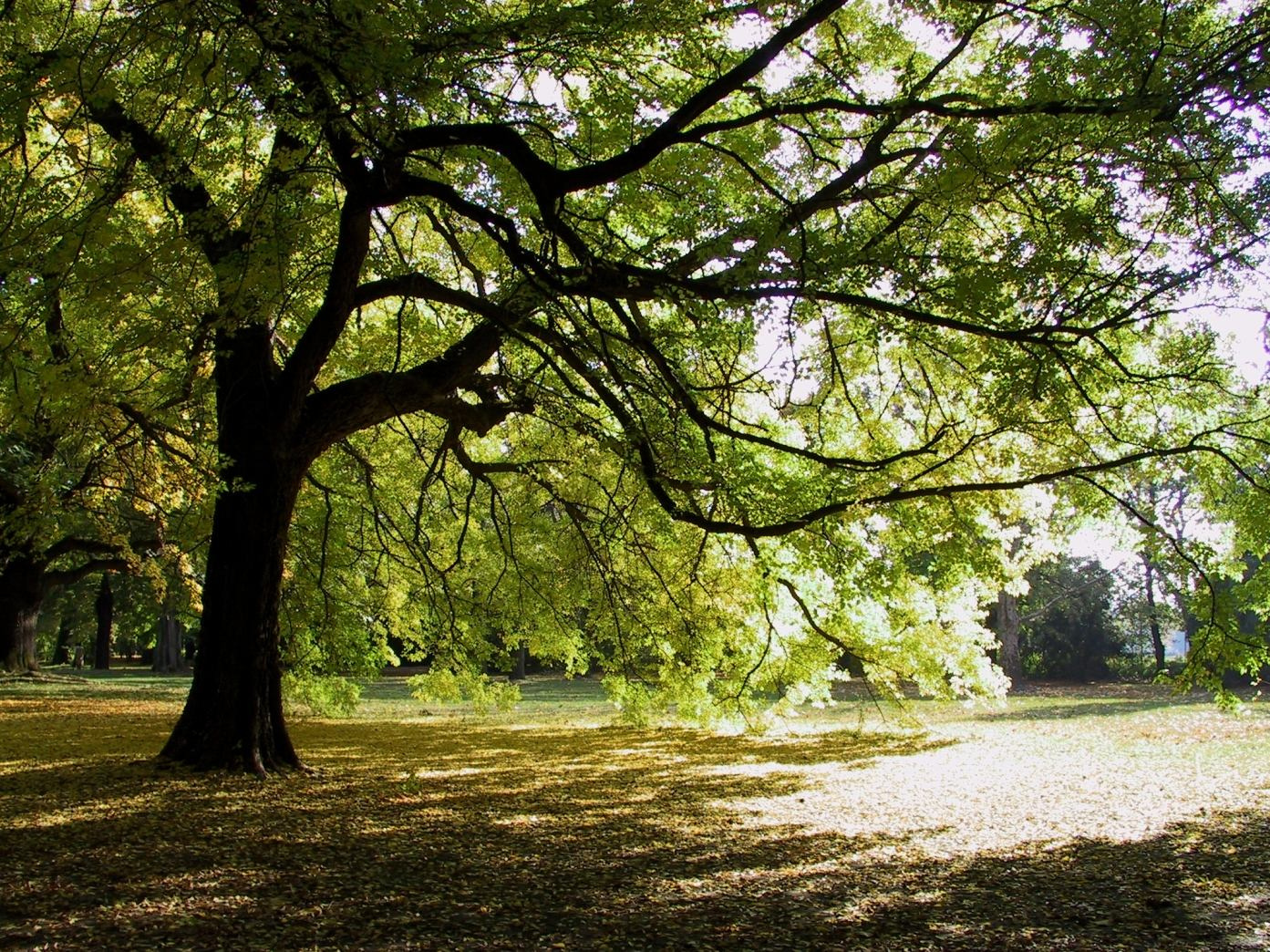 Beauty of a tree