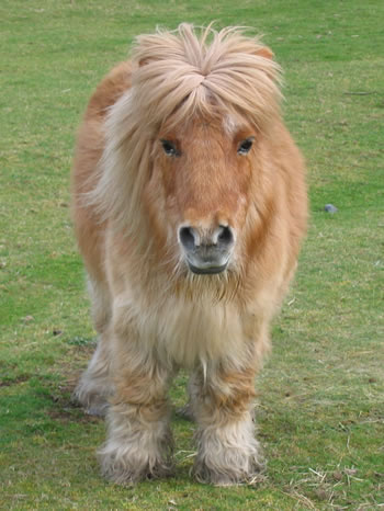 shetland pony 1