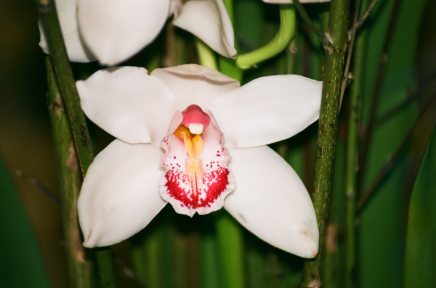 Orchidea