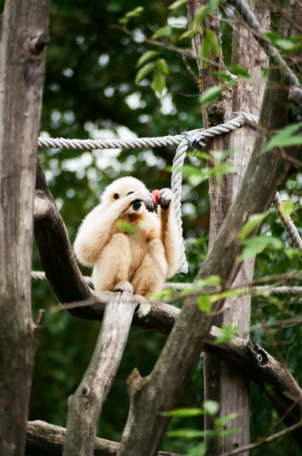 Gibbon kölyök