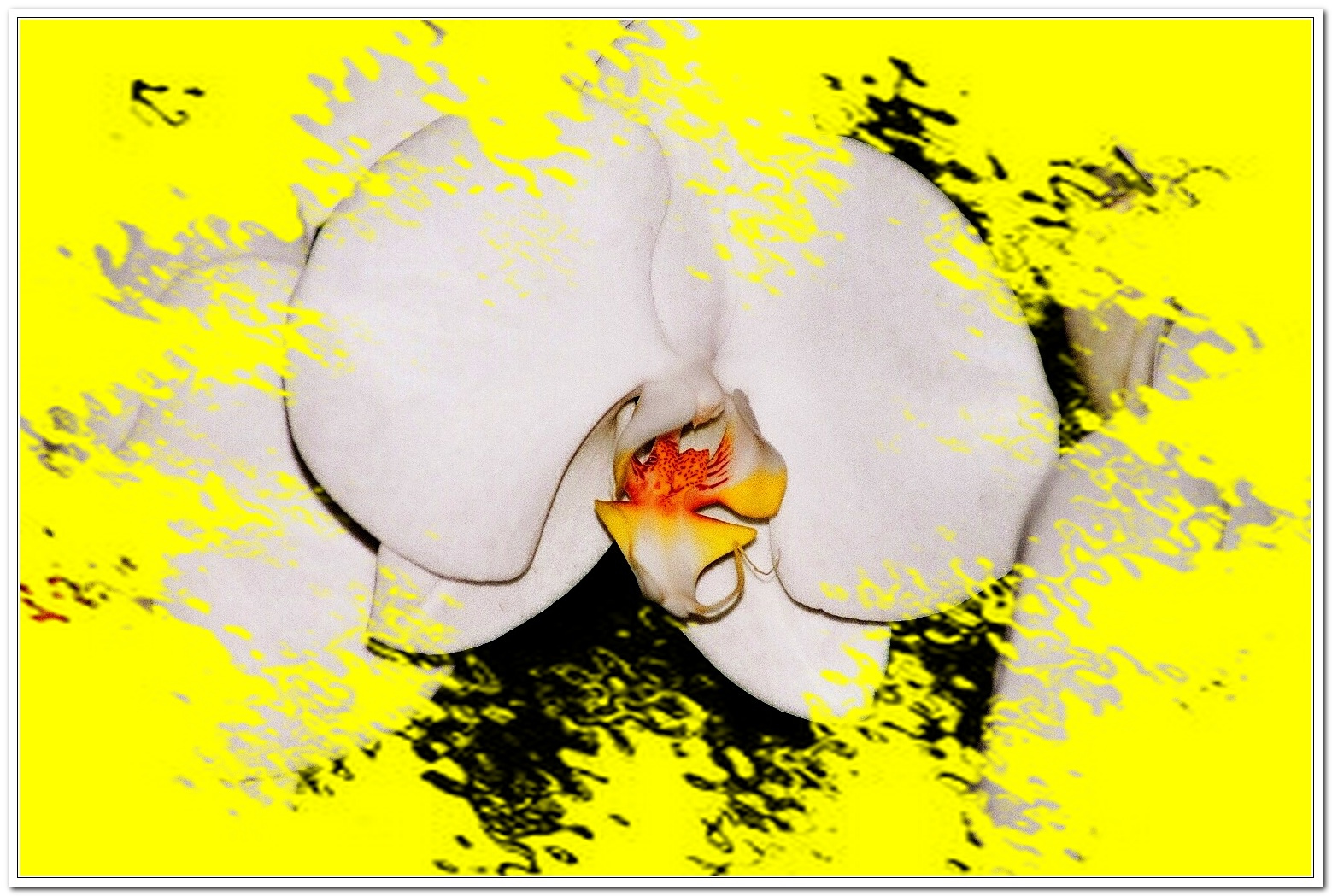 .Orchidea