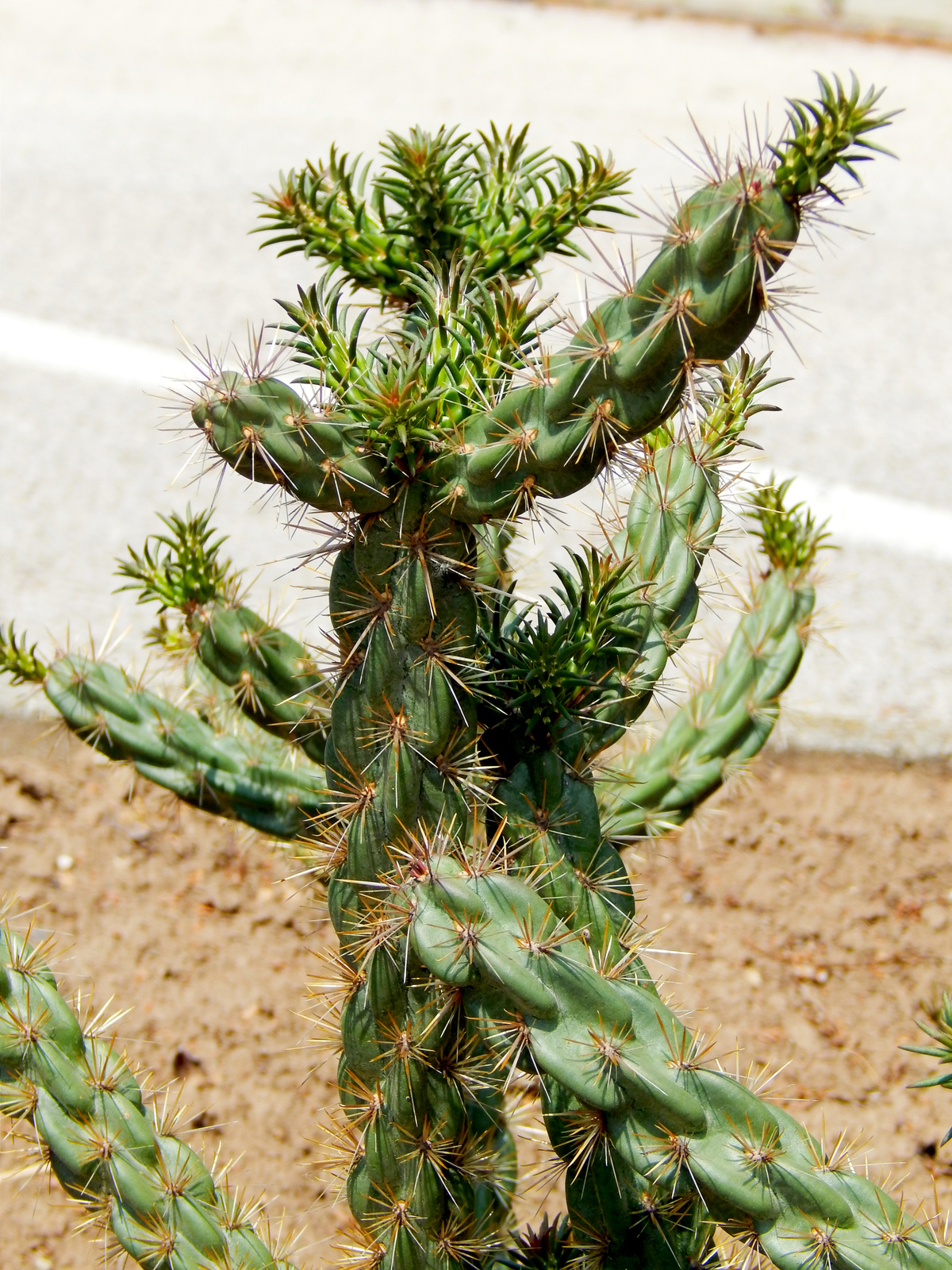 Fagytűrő kaktusz