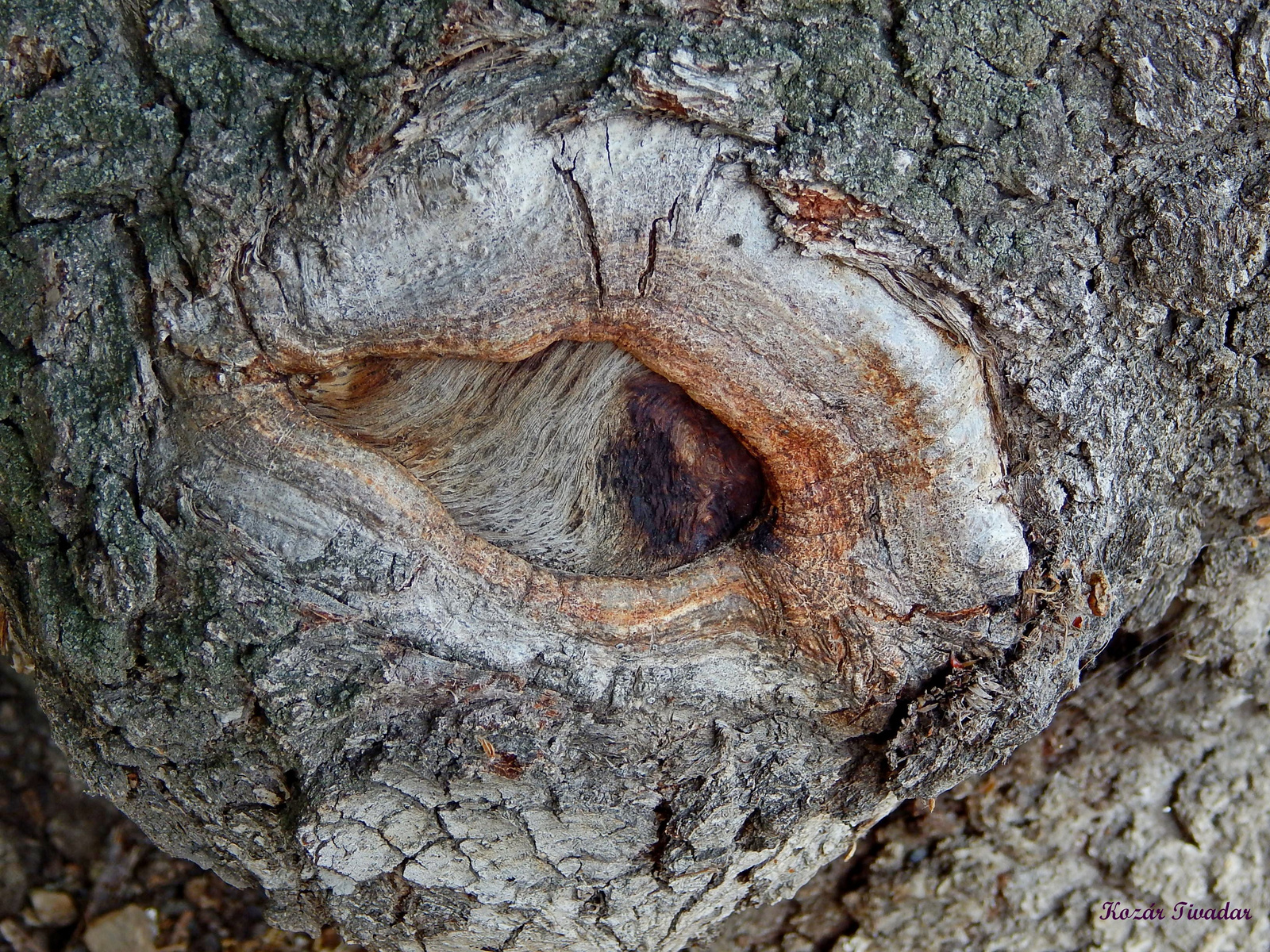 A fa szeme