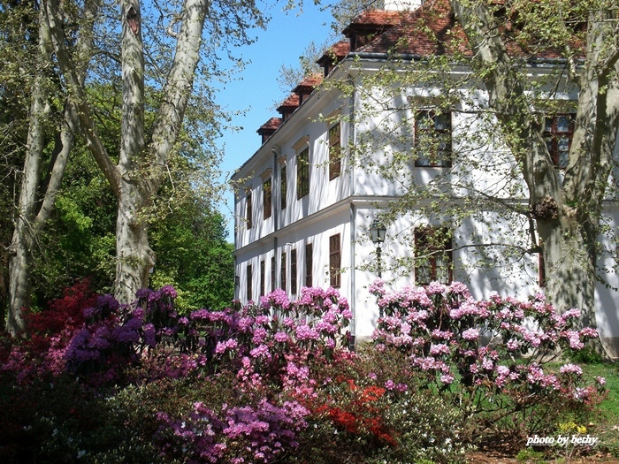 Rhododendron bokrok a kastélyparkban