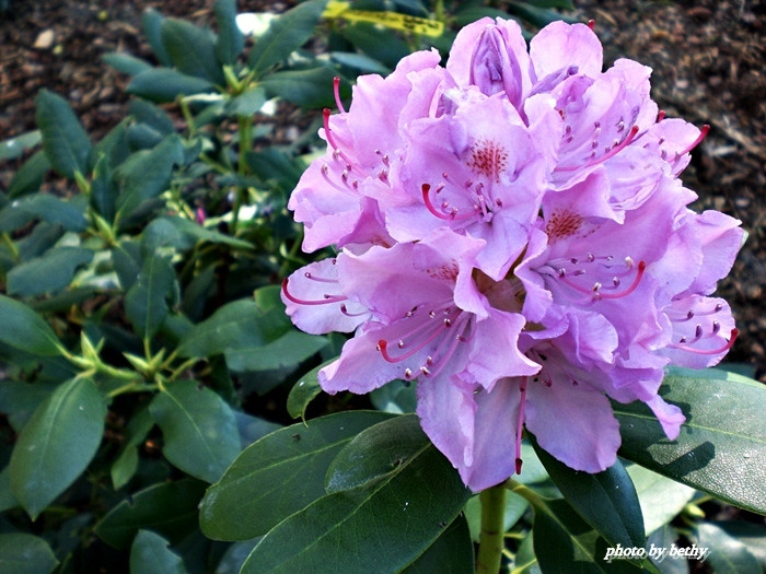 Rhododendron-havasszépe virága