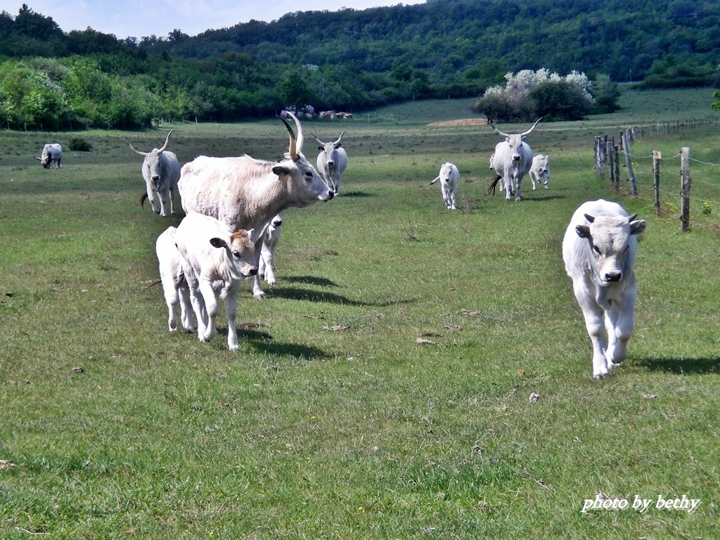 Tihany-Belső tó