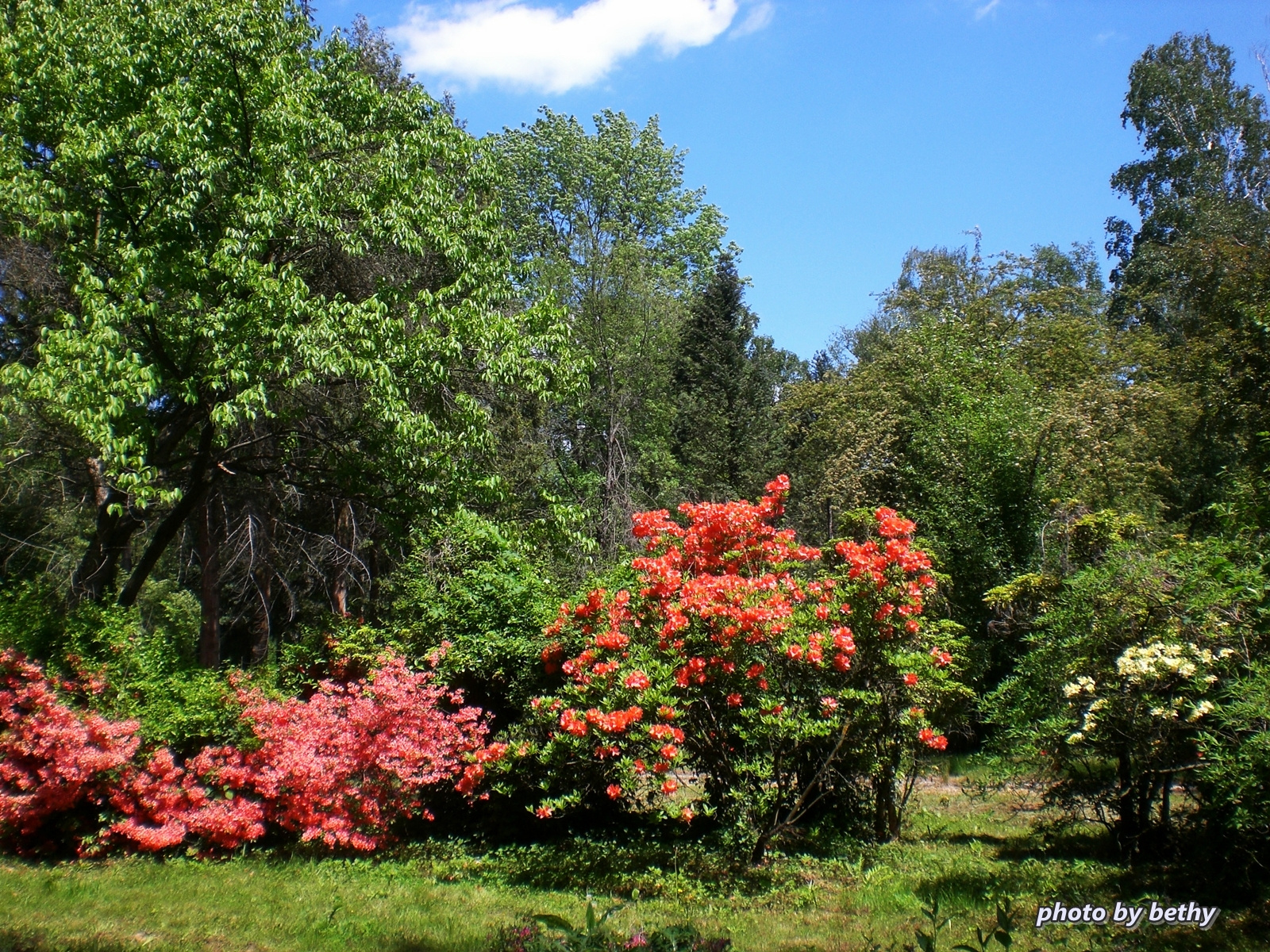 Arborétum