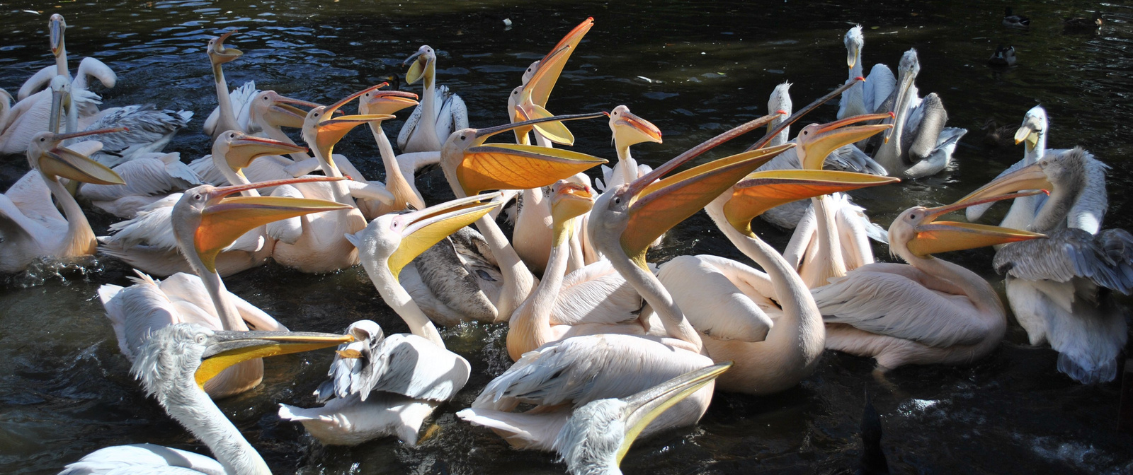 pelikán etetés