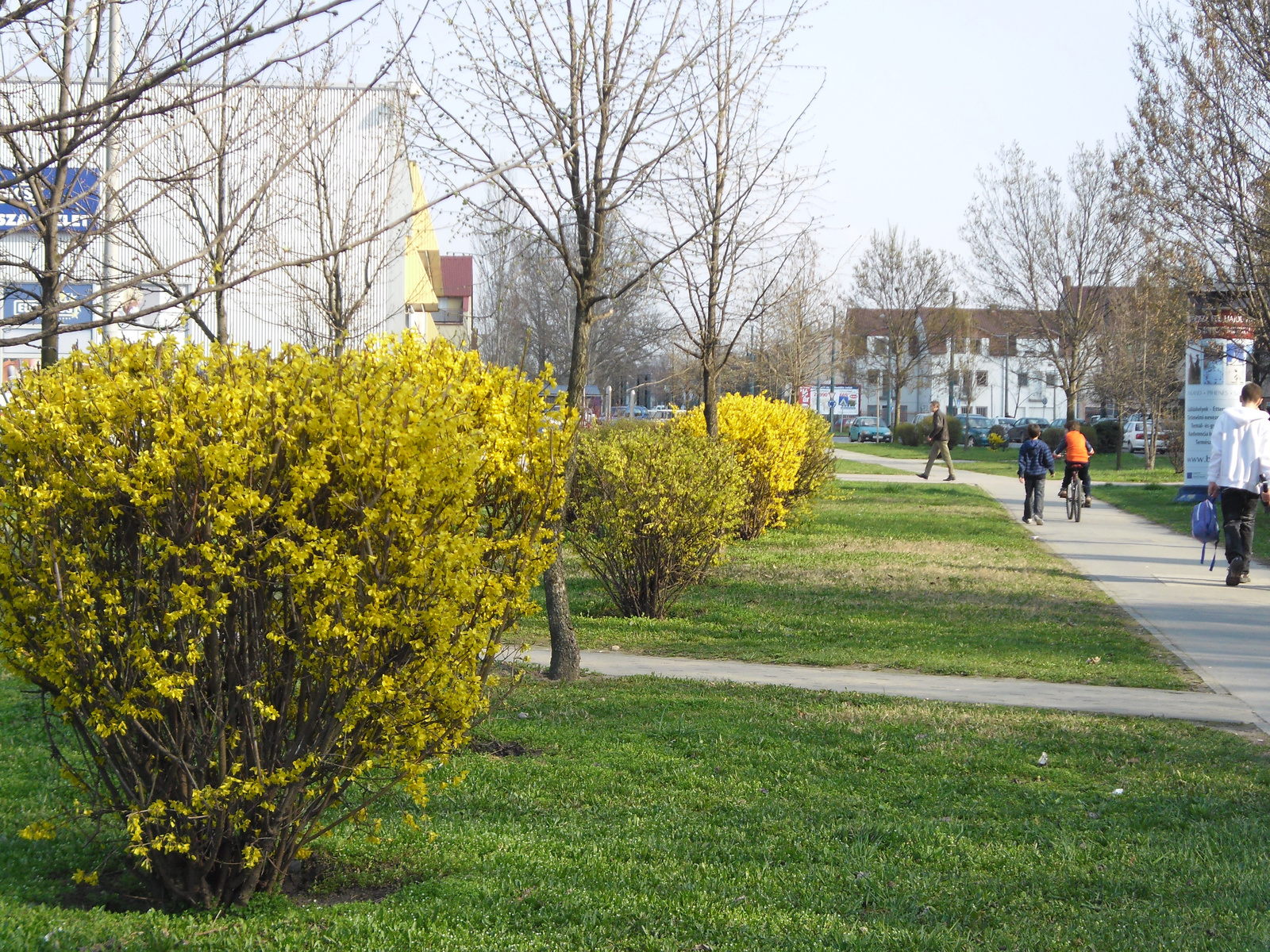 tavasz Szeged 014