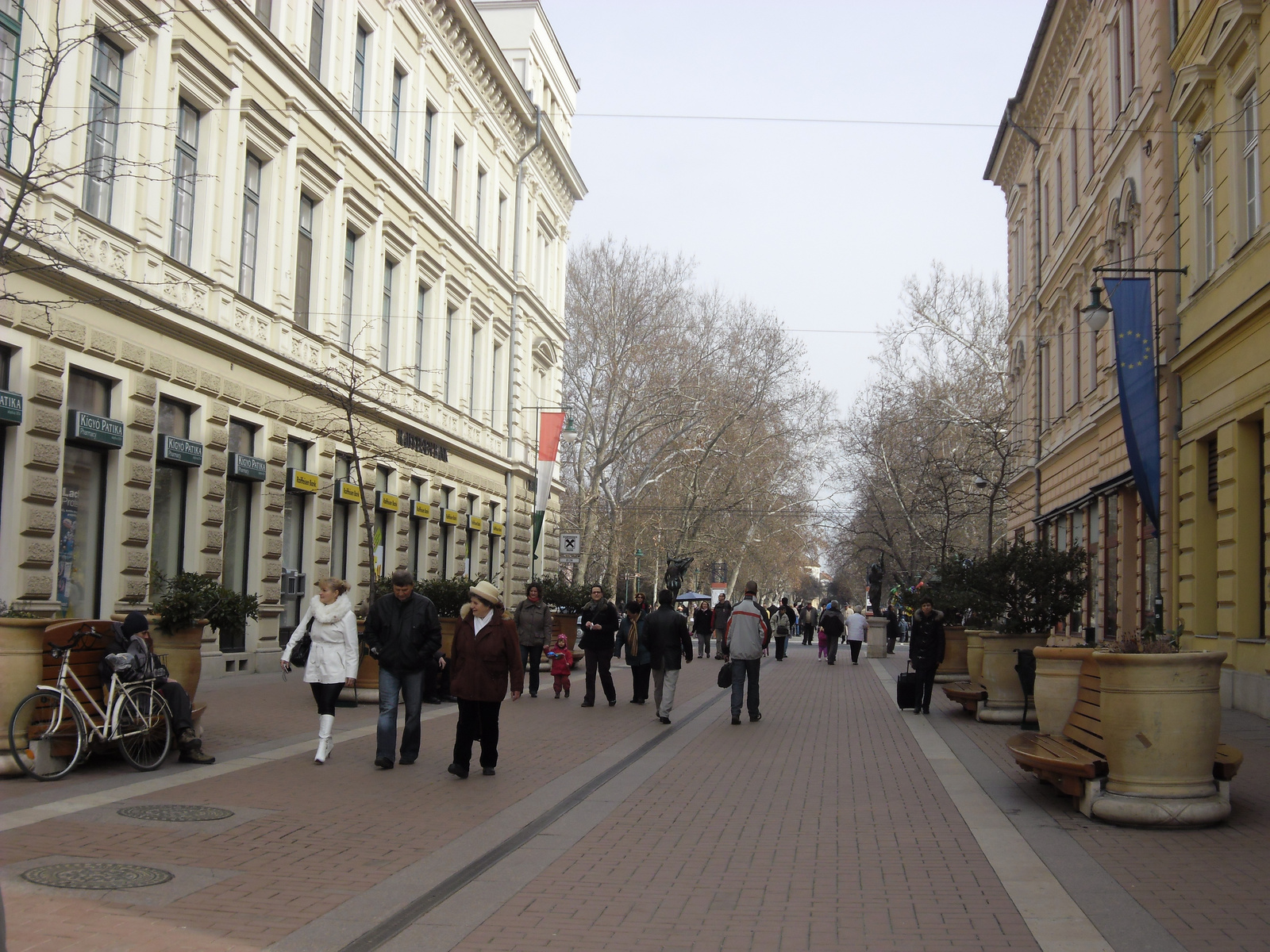 Szeged tulipán fa 004