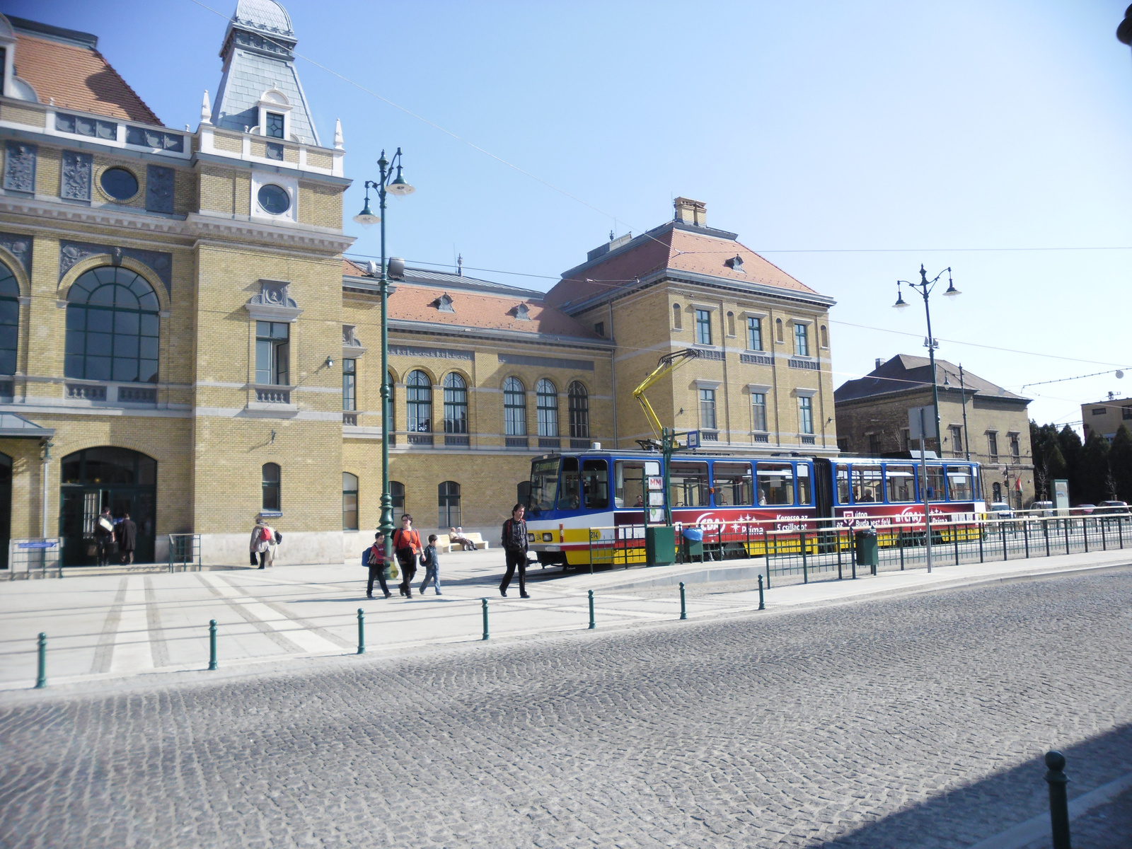 Szeged tulipán fa 008