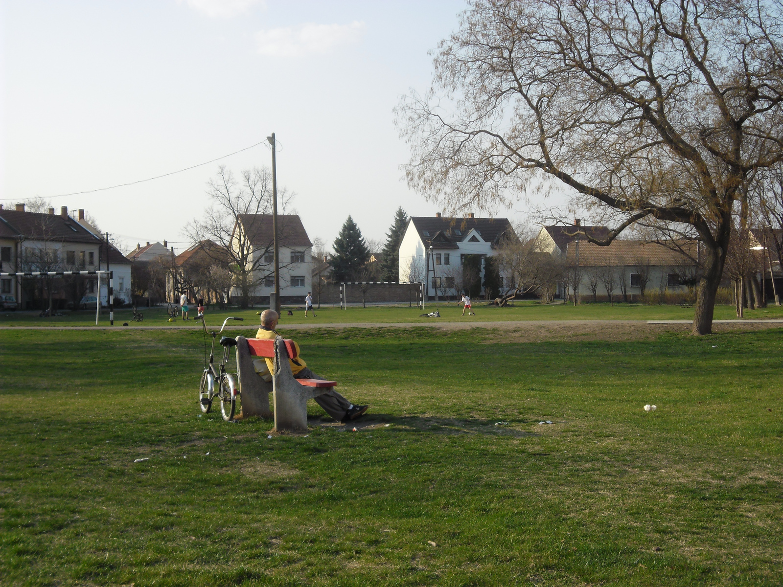 Szeged tulipán fa 036