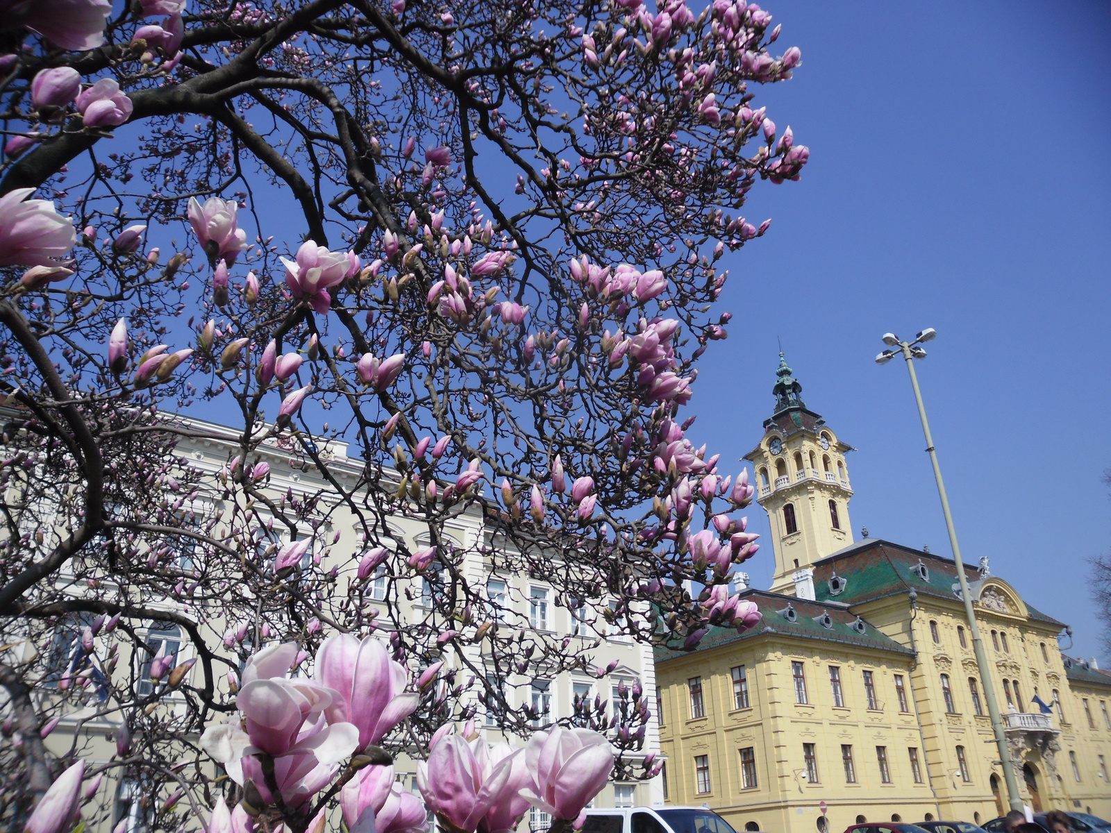 Szeged tulipán fa 054