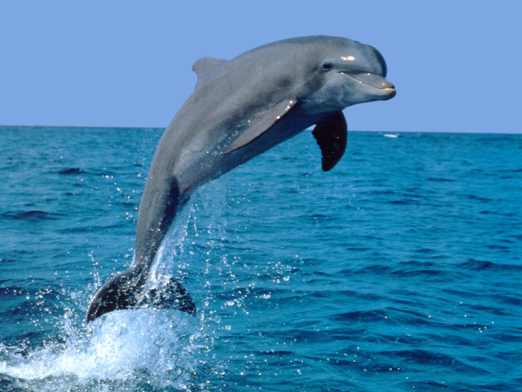 Delfin2